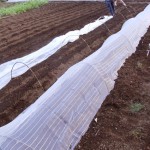 防虫ネットトンネル