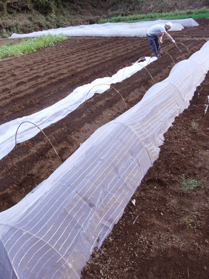 防虫ネットトンネル