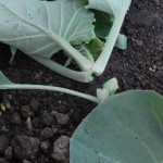 ネキリムシ被害1