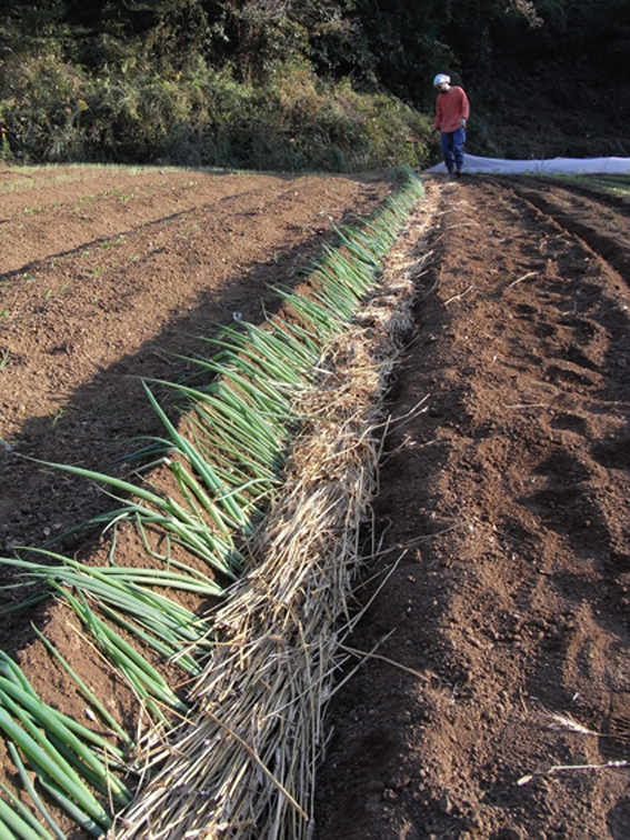 ネギの定植