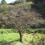 シンボルツリー