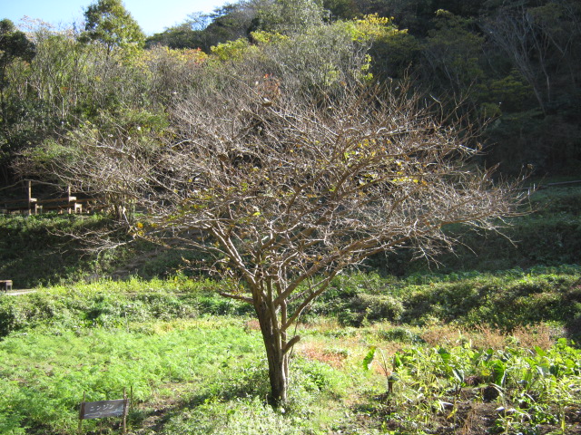 シンボルツリー