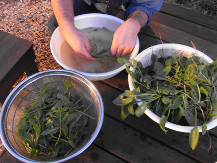 子供のホウレンソウ