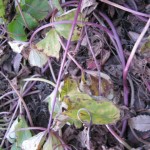 さつまいもの葉