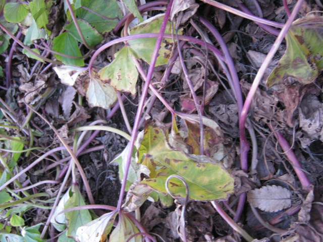 さつまいもの葉