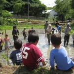 田植え3