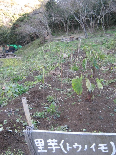 里芋