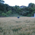 ネットを張る前の小麦畑
